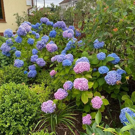 Goscinne Przy Rynku Appartamento *